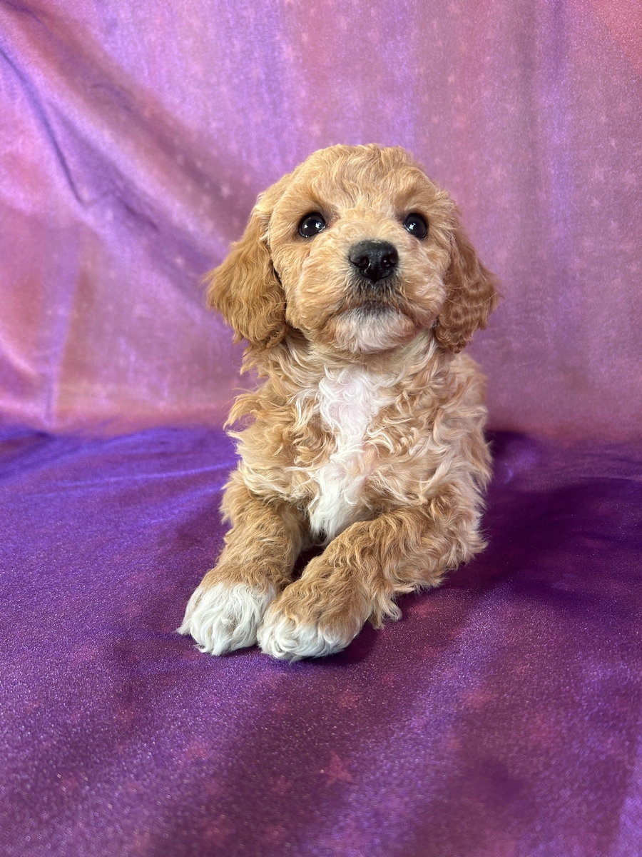 Female Bichon Poodle Puppy for Sale DOB 11-17-2025 $950